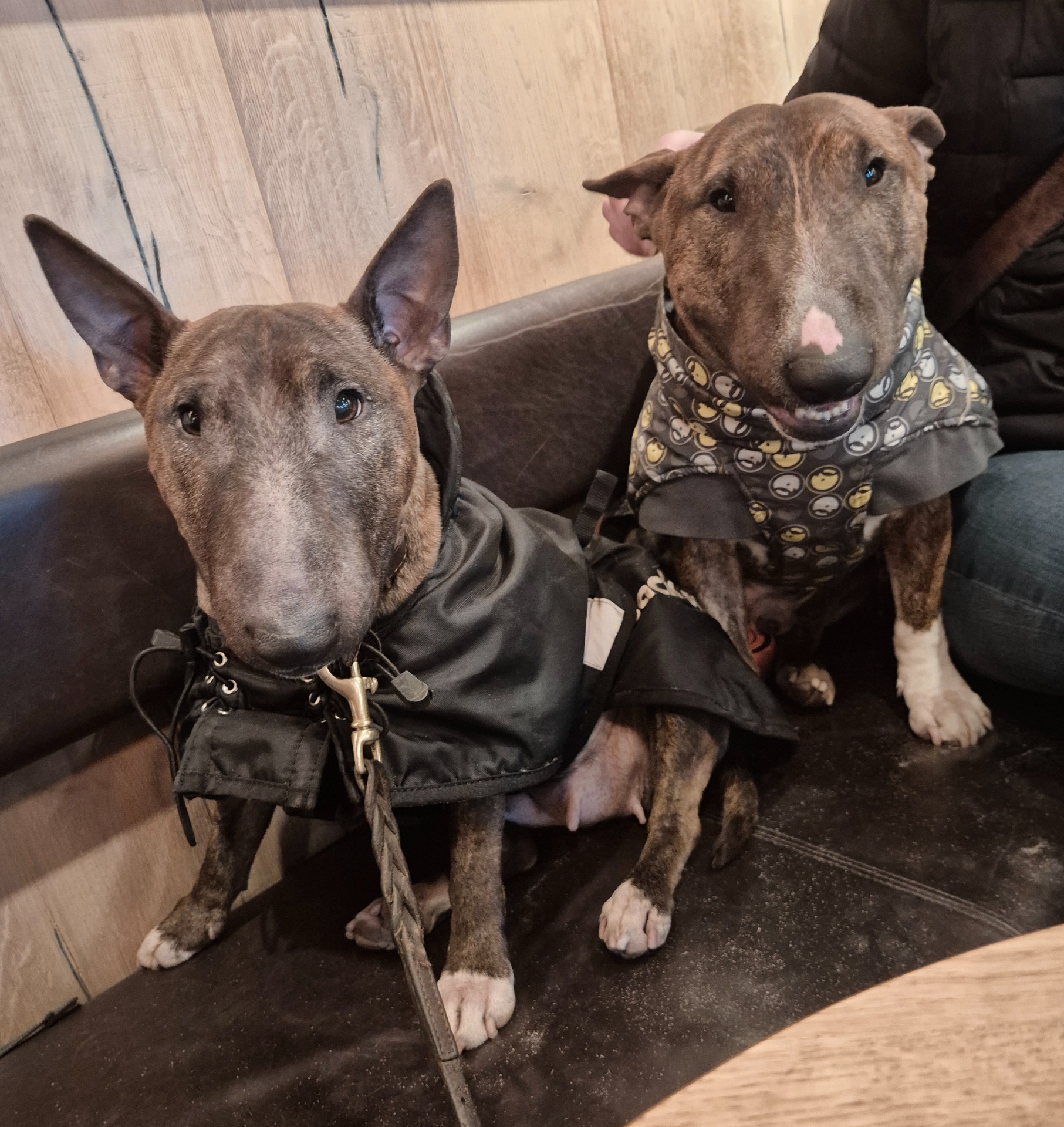 Mamma Siri firade sin 7 årsdag 7/3 2026 med att träffa sin fina son Akando/Noah 😍🐾